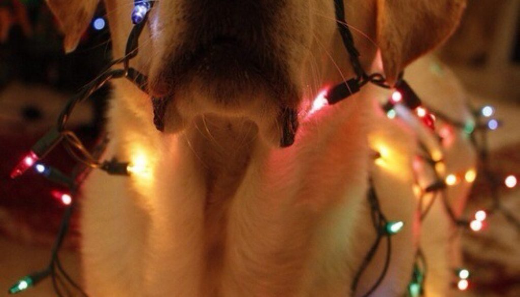 Ένας σκύλος δώρο για τα Χριστούγεννα; Μάλλον Οχι!