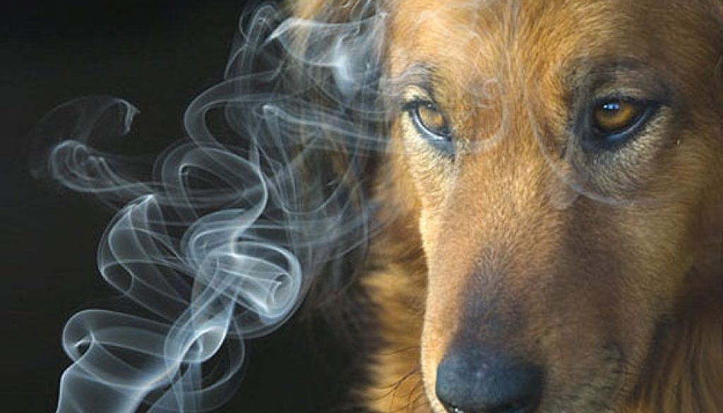 Καπνίζεις μπροστά στον σκύλο σου; Ξανασκέψου το !