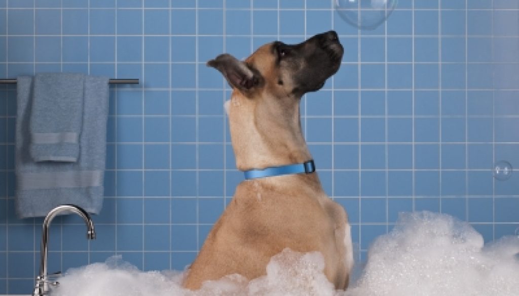 Tips για το σωστό μπάνιο του σκύλου σου!