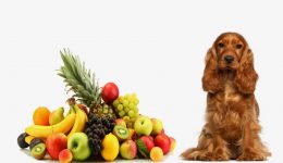 Μπορεί ο σκύλος μου να φάει φρούτα;
