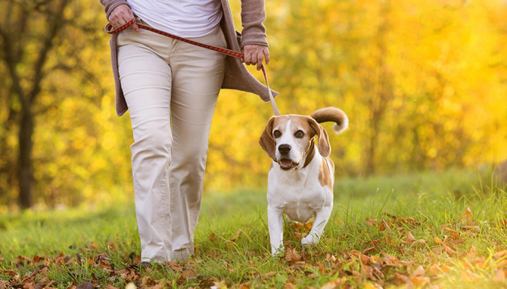 Τι πρέπει να προσέχεις όταν βγάζεις τον σκύλο σου βόλτα;