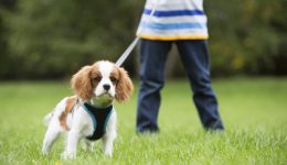 5 λάθη που κάνεις κατά τη διάρκεια της βόλτας του σκύλου!