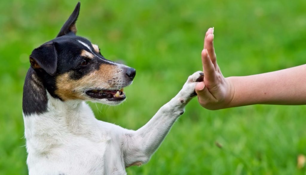 11 περίεργα πράγματα που κάνουν οι ιδιοκτήτες σκύλων!