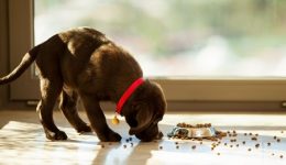 Tips για τη σωστή διατήρηση της τροφής του σκύλου!
